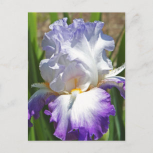 carte postale, "PURPLE & WHITE IRIS AVEC TOUCHE D'