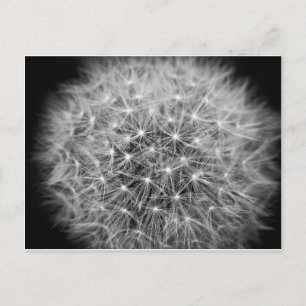 Carte Postale Pusteblume