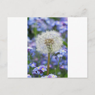 Carte Postale Pusteblumen Traum en blauen Vergissmeinnichtblüten