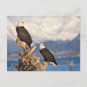 Carte Postale pygargue à tête blanche, Haliaeetus leuccocephalus