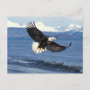 Carte Postale pygargue à tête blanche, Haliaeetus leuccocephalus