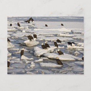 Carte Postale Pygargue à tête blanche, Haliaeetus leucocephalus,