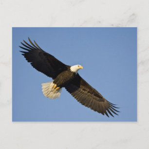 Carte Postale Pygargue à tête blanche, Haliaeetus leucocephalus,