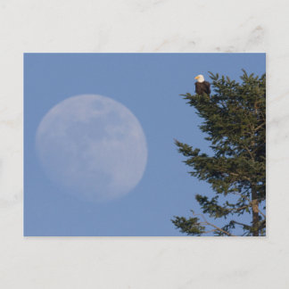 Carte Postale Pygargue à tête blanche | Pleine lune montante