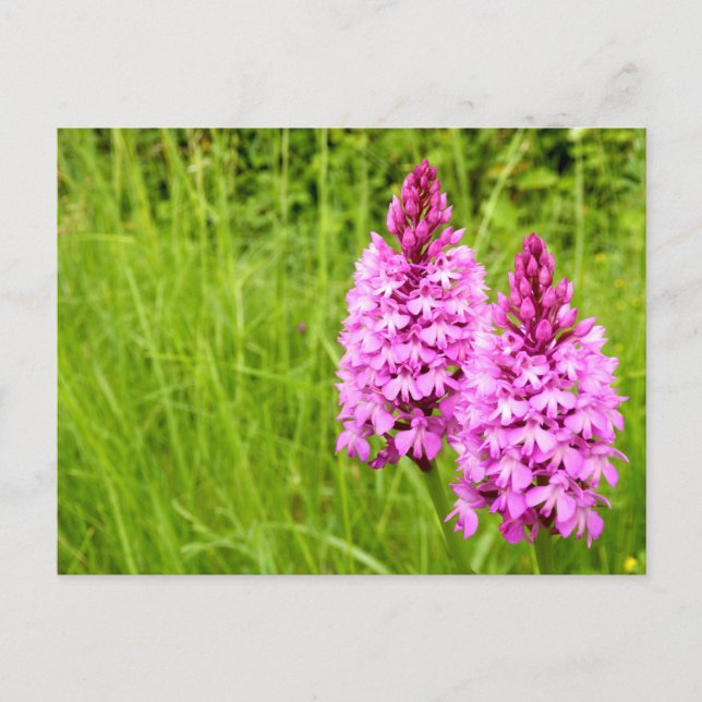 Carte postale Pyramidal Orchid (Devant)