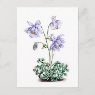 Carte Postale Pyrénées Columbine - Aquilegia pyrenaica