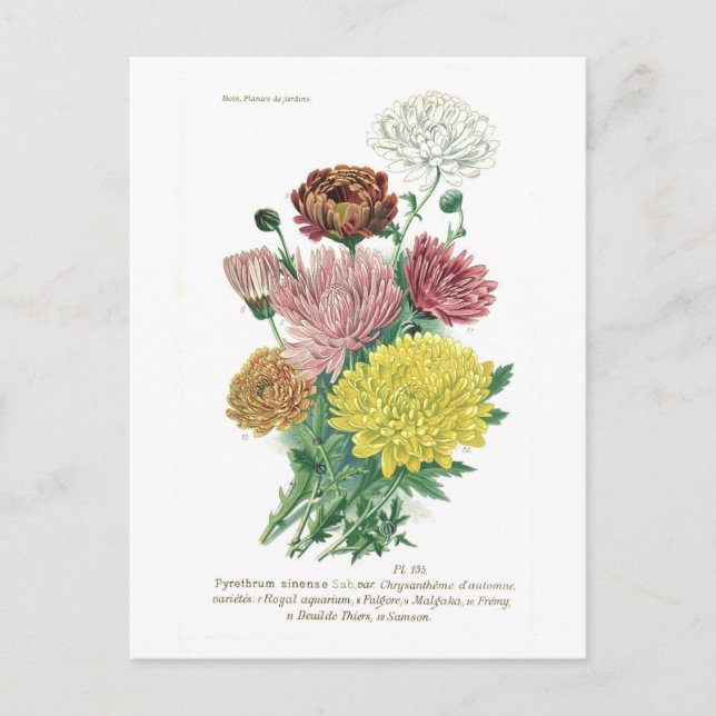 Carte Postale Pyréthrum sinense (Chrysanthème) (Devant)