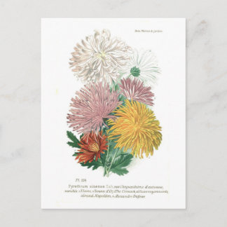 Carte Postale Pyréthrum sinense (Chrysanthème)