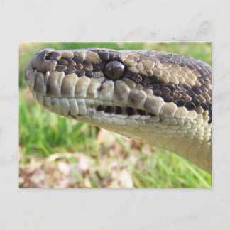 Carte Postale Python