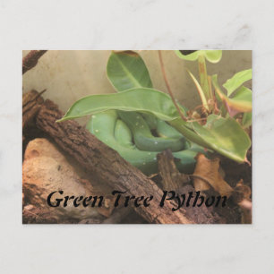 Carte Postale Python à arbre vert