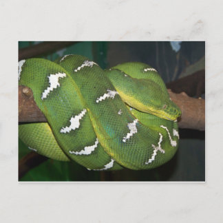 Carte Postale Python à arbre vert