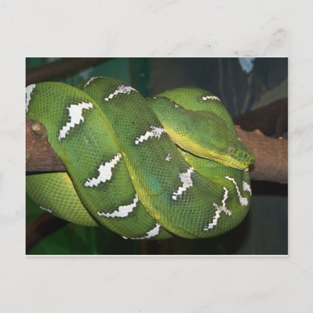 Carte Postale Python à arbre vert (Devant)