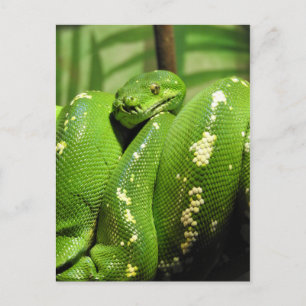Carte Postale Python à arbre vert