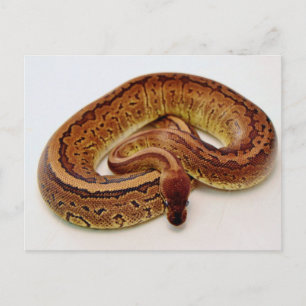 Carte Postale Python à balle Brown