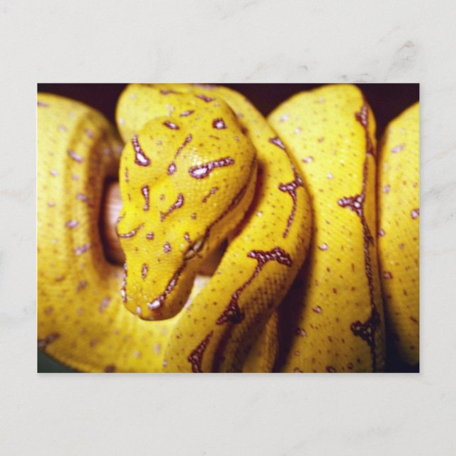Carte Postale Python aux arbres jaunes, bébé (Devant)