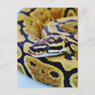 Carte Postale Python Balle Jaune et Noir au Repos