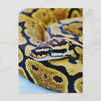 Carte Postale Python Balle Jaune et Noir au Repos