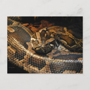 Carte Postale Python birman