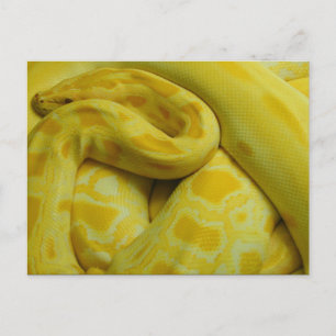 Carte Postale Python birman jaune