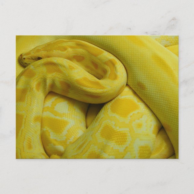 Carte Postale Python birman jaune (Devant)
