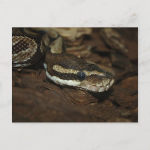 Carte Postale Python Brown