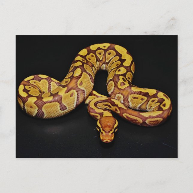 Carte Postale Python Brown et Gold Ball (Devant)