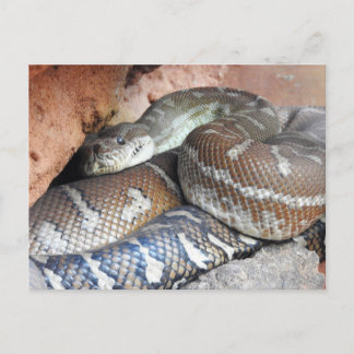 Carte Postale Python de tapis centralisé
