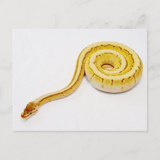 Carte Postale Python jaune clair (Devant)