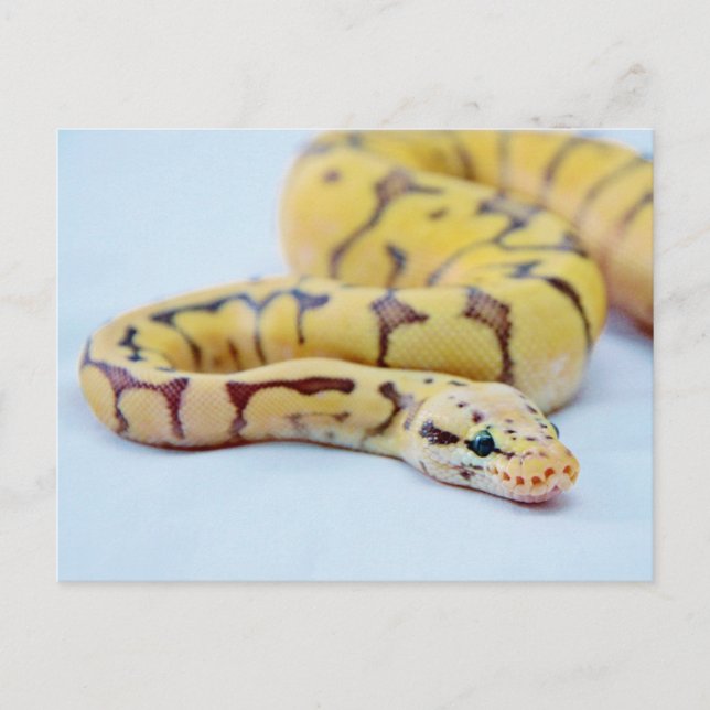 Carte Postale Python noir et jaune 2 (Devant)