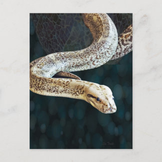 Carte Postale Python Snake