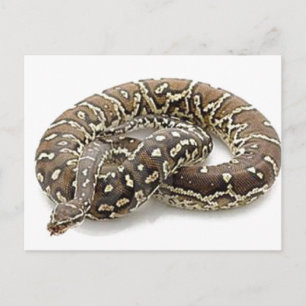 Carte Postale Python Snake Reptile