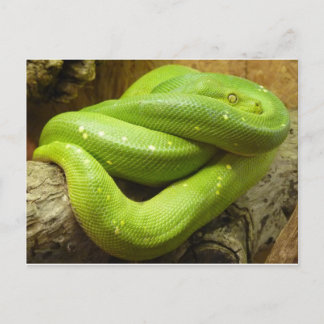 Carte Postale Python vert arboricole