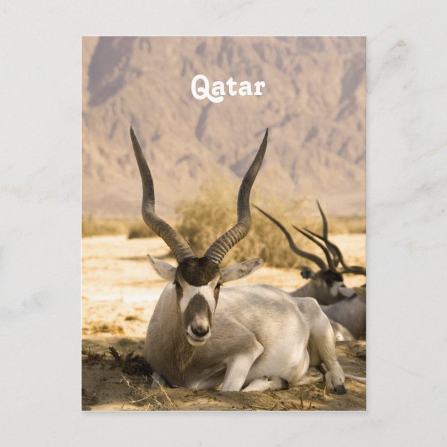Carte Postale Qatar (Devant)
