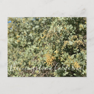 Carte postale Quail Bush en Californie