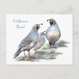 Carte Postale Quail de Californie, Bird, Nature, Faune