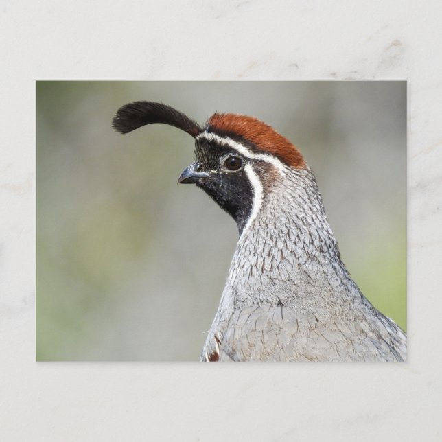 Carte postale Quail de Gambel (Devant)