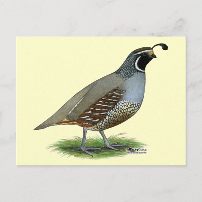 Carte Postale Quail de la Californie (Devant)