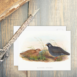 Carte Postale Quail de montagne - Oiseaux