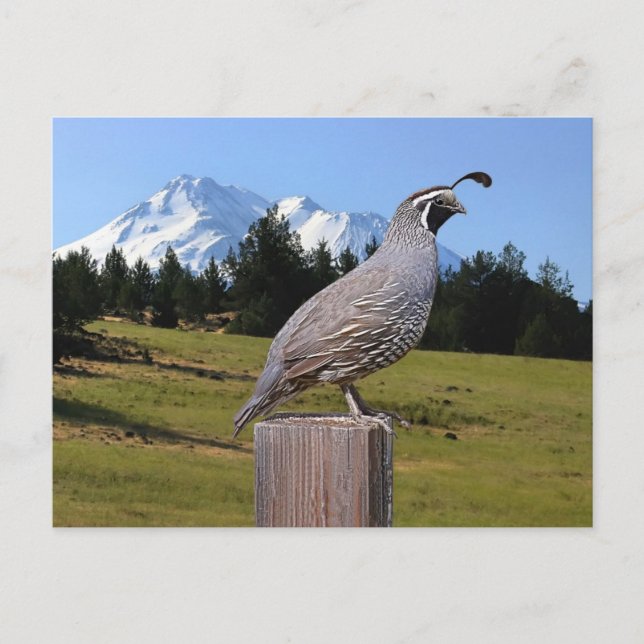 CARTE POSTALE QUAIL ON DREAM POINT (Devant)