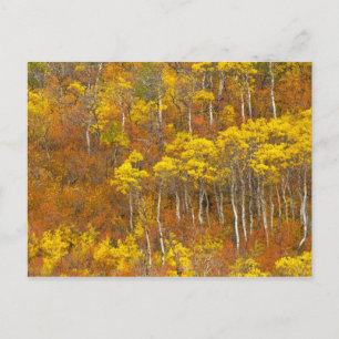 Carte Postale Quaking peuplier de tremble en couleur d'automne d