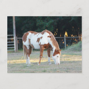 Carte Postale Quarterhorse 2