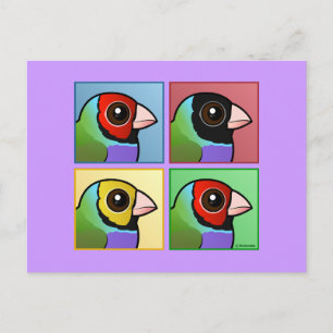 Carte Postale Quatre couleurs Gouldian Finch