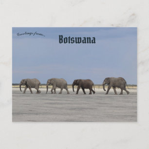 Carte postale Quatre éléphants au Botswana