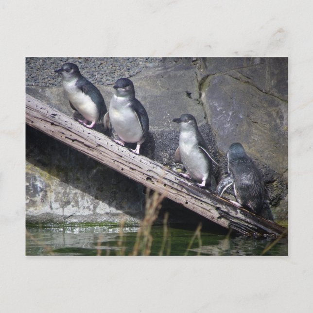 Carte Postale Quatre petits pingouins (Devant)