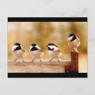 Carte Postale Quatre petits poulets