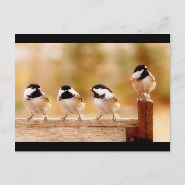 Carte Postale Quatre petits poulets (Devant)