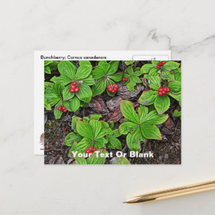 Carte Postale Quatre-temps aux fruits