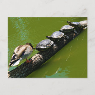 Carte Postale Quatre tortues essaient de traverser un rond avec