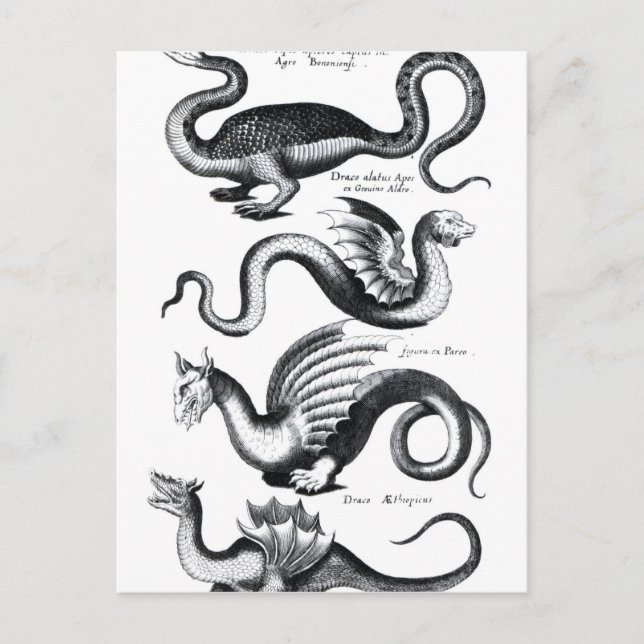 Carte Postale Quatre types de dragon (Devant)