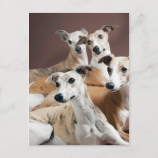 Carte Postale Quatre whippets
